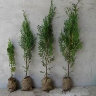 �ȰطN�Ӱؘ�N�Ӟ���ؙu�����ش̰��S�ؘ��ѷN��