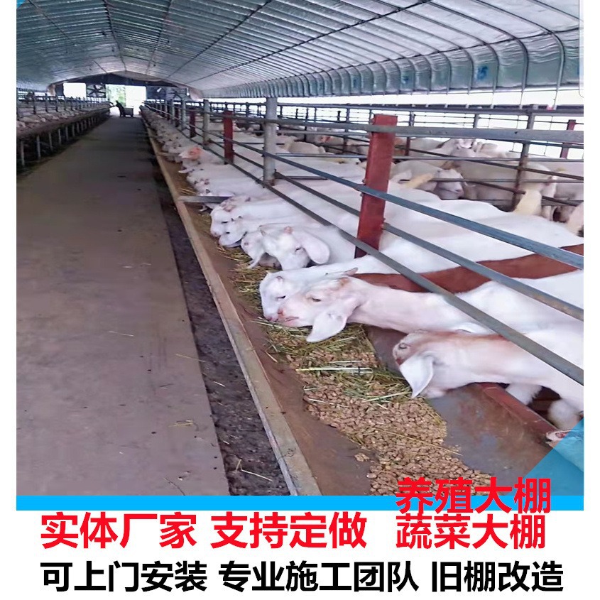 养殖大棚 养羊大棚 养牛大棚 抗风能力强 椭圆管大棚骨架任意加工