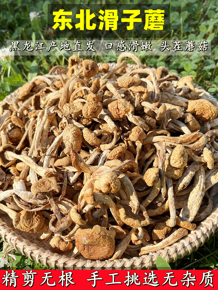 东北干滑子菇黄蘑菇干货菌菇无根肉厚非野生小鸡炖蘑菇口感嫩滑