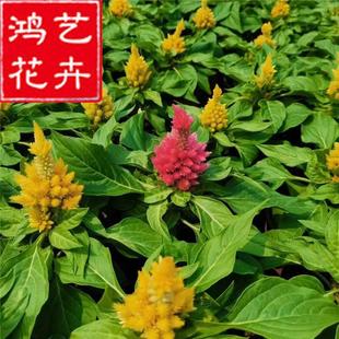 Green Leaf Pen, Green Leaf Kimono, Red Leaf Pen, Red Tassel and Yellow Tassel Pen, Cockscomb Flower, Old Red Greening