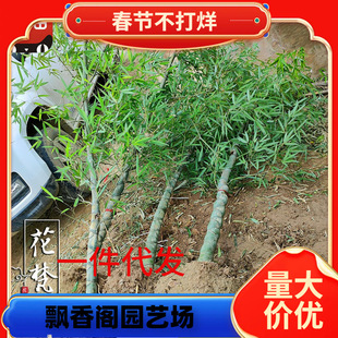 һ�����l�������辰����������ͥԺ���������[����������ԾG����