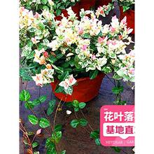 ���~�jʯ���Ե��m�ļ������͟��ͺ�ͥԺ�҃ȾGֲ���ܲ��~�jʯ����