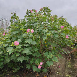 木芙蓉 灌木植物 园艺 花境灌丛  露地种植 小区绿化 园林绿化