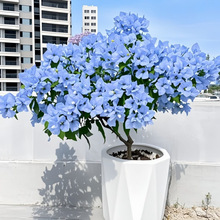 ����÷�ذ�����ͺ������՚��̨�Gֲ��ɫ�_���Ϙ����Sֱ�N�o