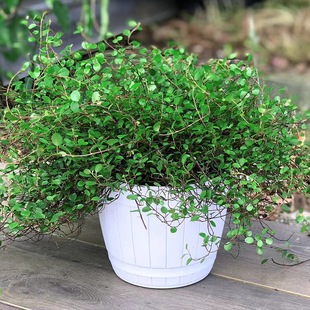 Chiba Chlorophytum Potted Baked Cake Decoration Green Plant Table Placement Indoor Easy-To-Grow Hanging Plants Evergreen All Year Round