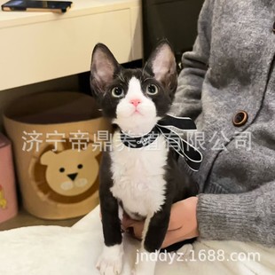 ������ľ�ë؈�����{�ۺڰ��_Ę����ë���w��؈С؈��؈���̻��w