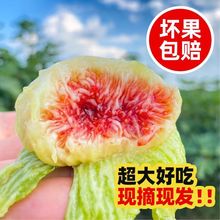 青皮无花果威海应季新鲜水果软糯香甜整箱批发包邮源工厂一件批发