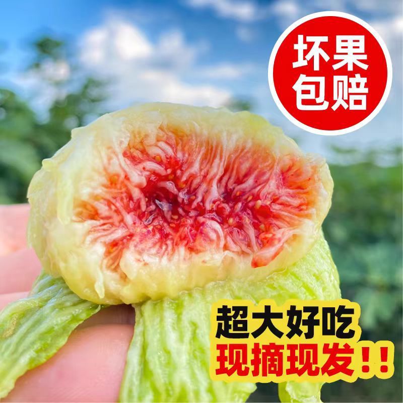 青皮无花果威海应季新鲜水果软糯香甜整箱批发包邮源工厂一件批发