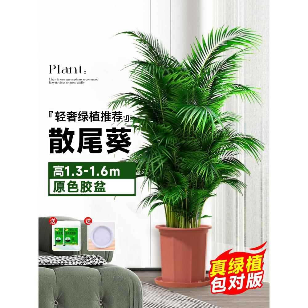 [Door to Door Delivery] 고품질 느슨한 꼬리 해바라기 1.3- 1.7m 그루★원래 고무 세면대 + 무료 트레이★【대야와 함께 배송됨】Yue Pets