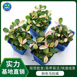 基地现货批发水族鱼缸水下造景变色活体观赏植物粉色马拉威辣椒榕