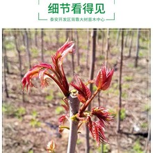 红油香椿树苗批发 南方北方种植庭院盆栽地栽红油香椿苗