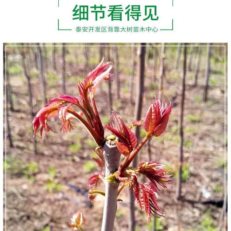 红油香椿树苗批发 南方北方种植庭院盆栽地栽红油香椿苗