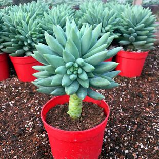 Jade Pearl Lotus Thousand Bergamot Succulent Plant Small Old Pile Jade Bead Curtain Radiation-Proof Green Plant Flower Potted Xia Zhaozhou