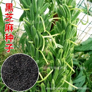 ��֥��N�Ӱ�֥��ں�����ԭ�b�ļ��߲˷N�Ӵ�ȫ�˷N�Ӵ��������l