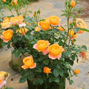 Large Seedling Juice Balcony Rose Flower Seedlings Bloom Extra Large Flowers Fragrant Roses Indoor Balcony Four-Season Potted Florals