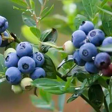 {ݮԭl؛{ݮϷ̨ͥԺNֲԵԹϲ