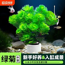 �G��ˮ��ֲ����ˮ����~��ˮ���쾰��Բݸ������к󾰑����ײ�