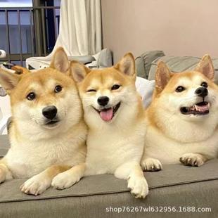 ���l��ȮС��Ȯ��Ȯ���w�ձ�����Ȯ���NȮ���N�����o�lȮ��������