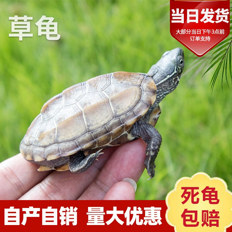 Китайская трава черепаха живая маленькая черепаха оптом и в розницу домашняя черепаха ферма Waitang прямые поставки Золотой черепахи
