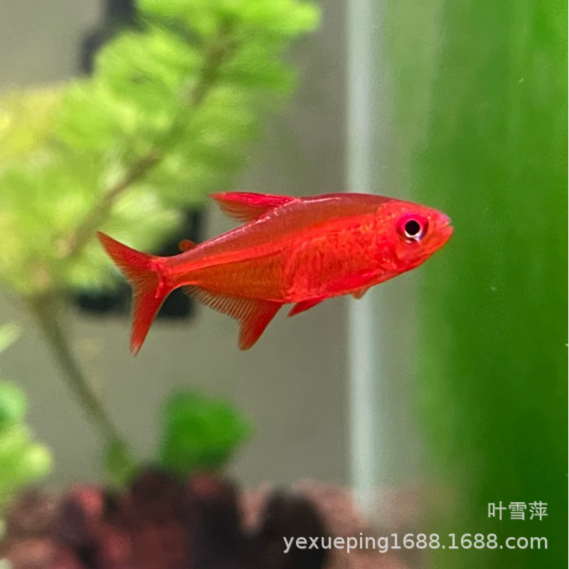Sweetheart lemon Lantern Live imported high-end South American lantern rare lantern grass tank group swimming fish can be mixed