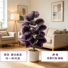 ��Ʒ����ֲ�������� ����ϵ��ֲ �羳���ڷ��滨�Ҿ���ؿ����辰
