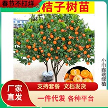 һ�����lɳ�ǽۘ�����������Ϸ������Nֲ���Ә���̽۹�������