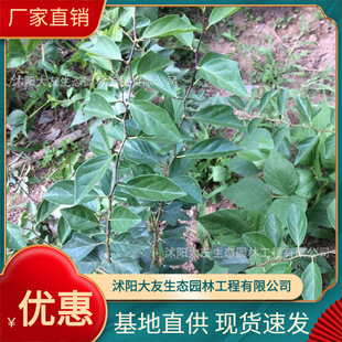 Wholesale of Vest Thorn Bases, Self-Produced and Self-Sold, Complete Varieties of Scenic Spot Landscaping Project Greening Seedlings