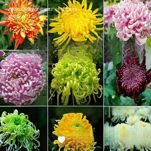 ���_���ջ����Ծջ����^��ʳ��ֲ��Ԫ��ͥԺ�ļ��҃����̨