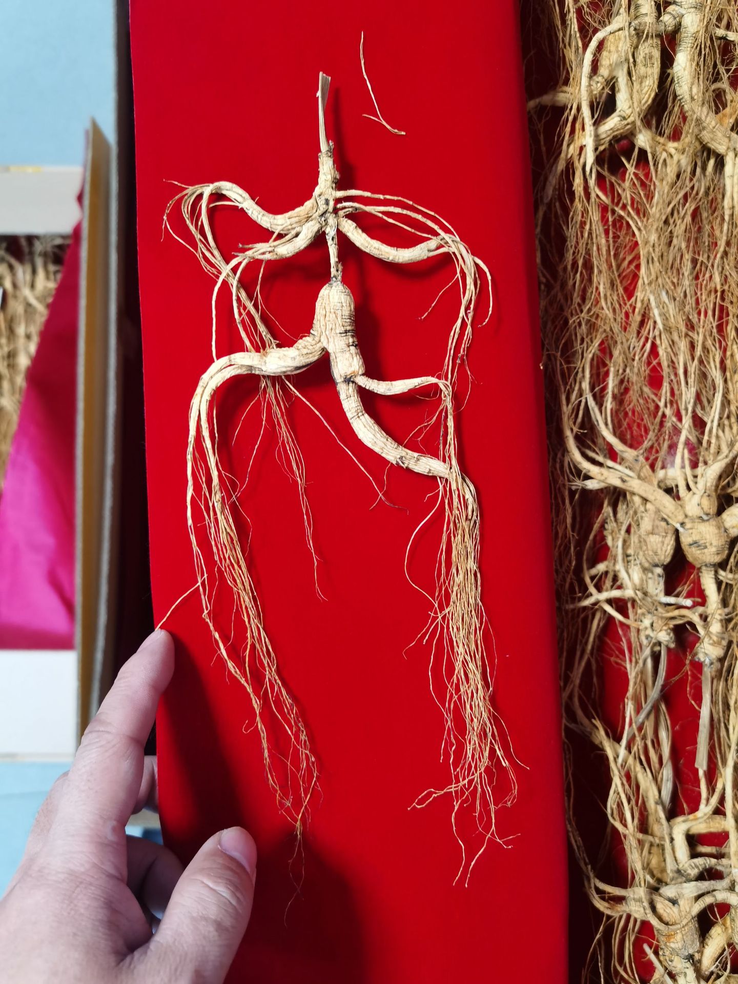 Changbai Mountain Wild-Forest Ginseng Root Slightly Imperfect Dried for Soup and Wine quality and texture