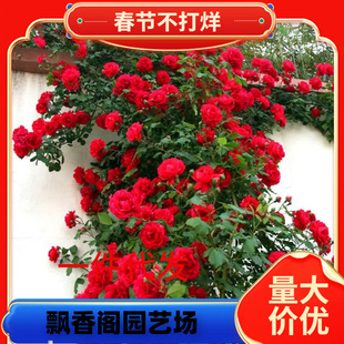 һ�����l��΢�������m��ͥԺ�N�Ļ��������Nޱ�ش󻨆�ޱ���绨��