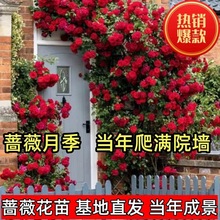 �����¼����Nޱ�����ļ��_���ٱ��¼�ͥԺ�̨����ֲ����B����