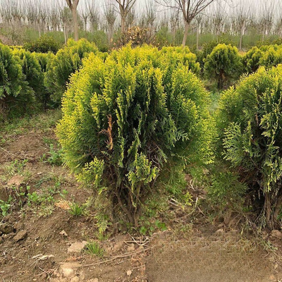 基地批发 洒金柏球 50公分冠 苗圃格 色块苗