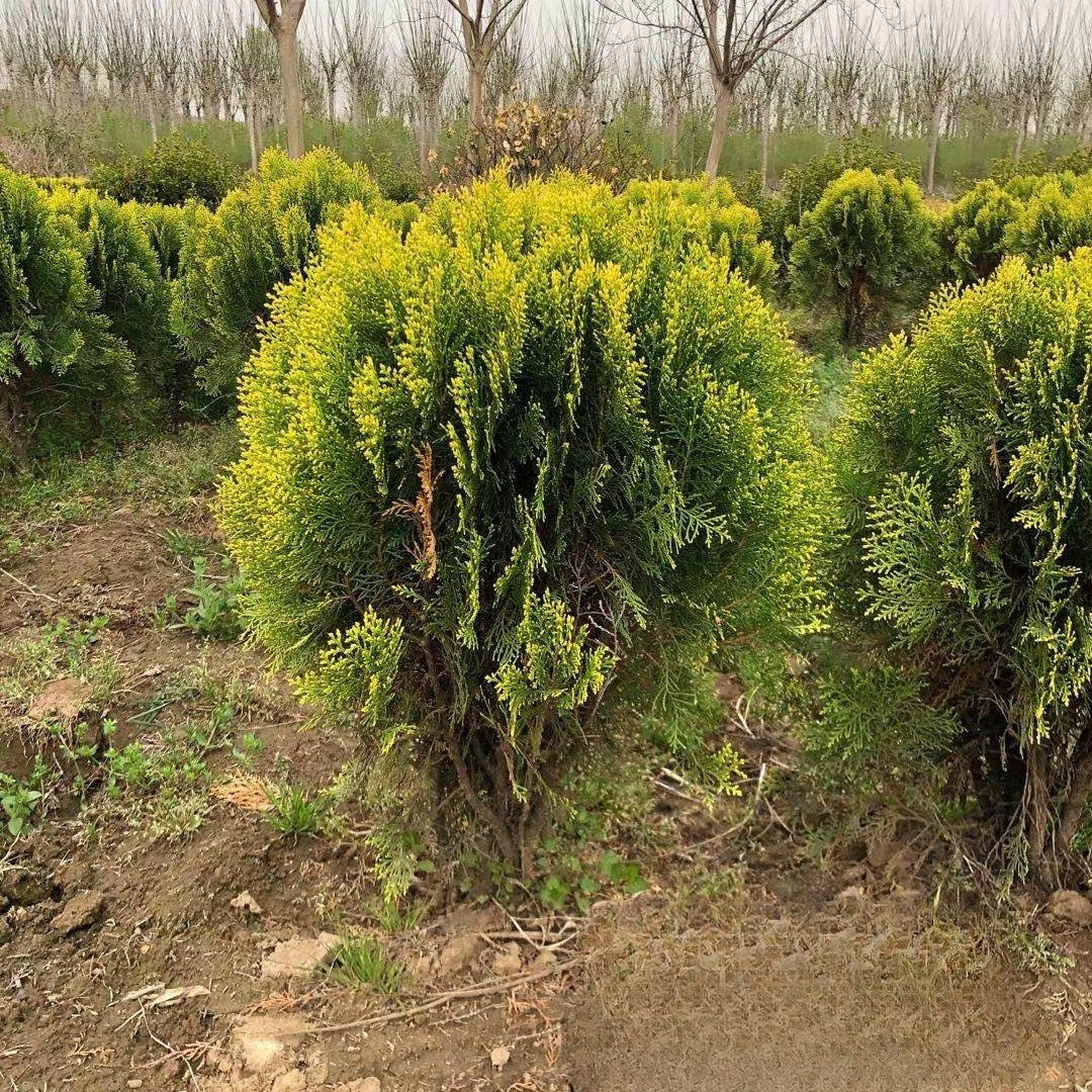 基地批发 洒金柏球 50公分冠 苗圃格 色块苗