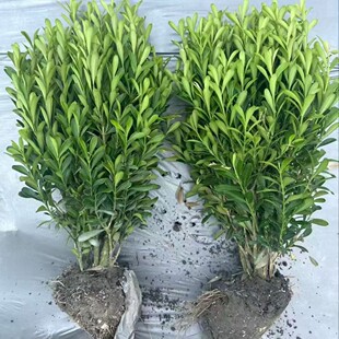 �����S��ȸ���S��С�~�S������ľֲ�ﾰ�^�G��