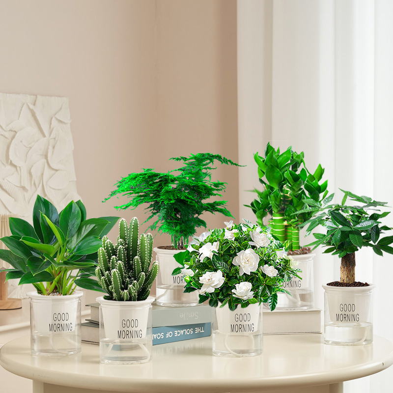 골든 다이아몬드 + 머니 트리 + 치자나무 + 완중산 + 연잎 대나무 + 아스파라거스 대나무 (굿모닝 분지) + 영양액