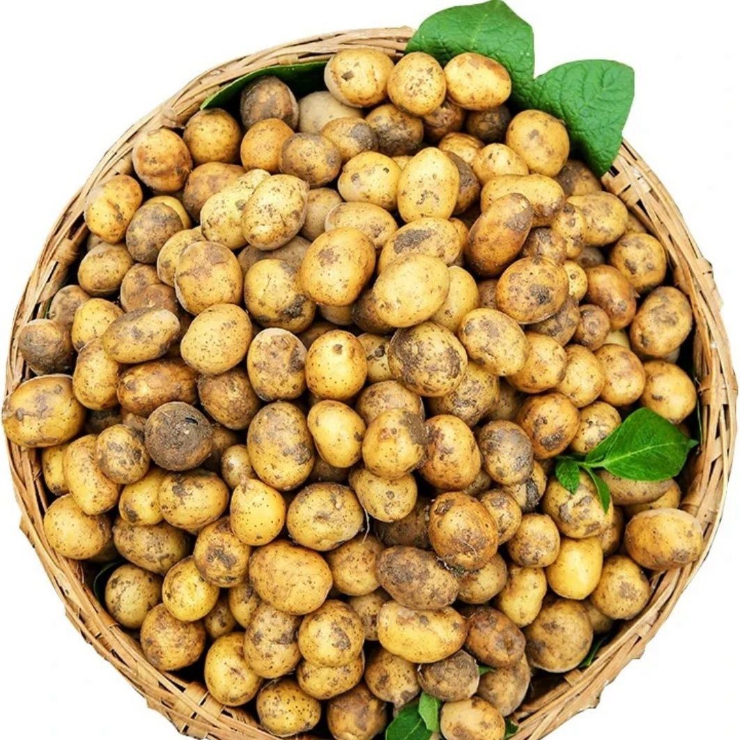 湖北恩施小土豆高山迷你小土豆新鲜包邮黄心土豆马铃薯一件代发