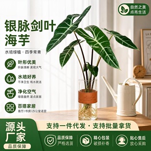 �y�}���~����ˮ��ֲ��ins�L�������Դ���Ů����Gֲ�ļ����Bˮ��