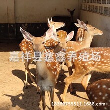 活体梅花鹿幼崽出售 小鹿幼崽 景区观赏成年梅花鹿多少钱一只价格