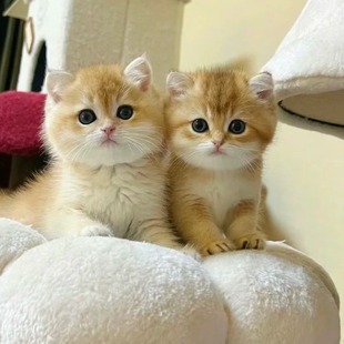 Purebred Golden Gradient Live Kitten Pet Cat Live 12-Color Dwarf Golden Gradient Cat Live Golden Gradient Long-Haired Cat