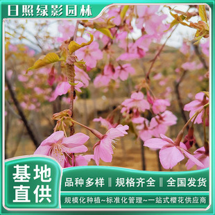 8���ִ󺮙ј���ʲô���� ���ڙѻ�����a�� �GӰ�@��