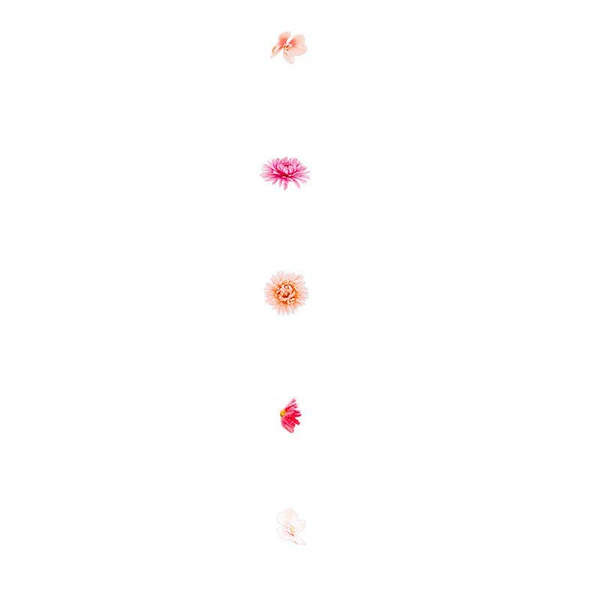 A rain of flowers