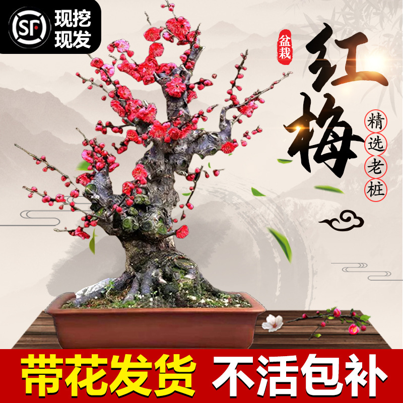 原生红梅花盆栽树苗老桩盆景阳台庭院绿植物浓香花卉耐寒四季腊梅