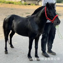 回收德保矮马活体小矮马价格 景区用中型马出售迷你小矮马 活马