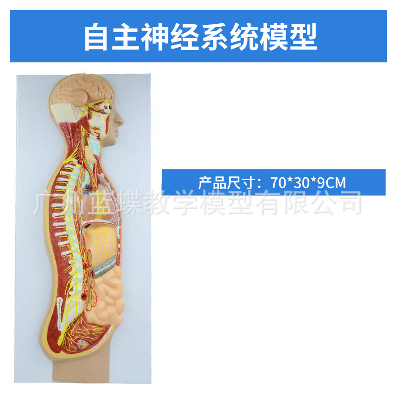 ������ϵͳ ѪҺѭ��ϵͳ ����ϵͳ ����ϵͳ �ڷ��� ������