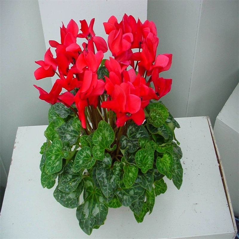 Цикламен цветок рассада Горшечное растение с бутон цветка кролика уха Цветок Цветение в четыре сезона хорошее земледелие большой цветок крытый и открытый морозостойкий новогодний цветок