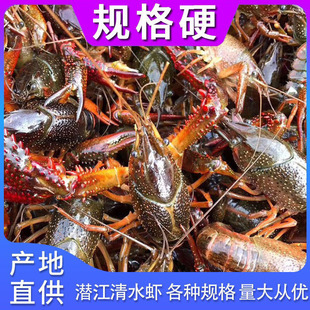 Spot Fresh Crayfish Оптовая hubei Freshwater Freeming Crayfish Hotel Restaurant Jianli Green Red Rice Field Lobster