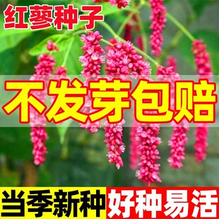 �tޤ�N�Ӗ|���t�ݷN���в�șֲ��|��ޤ�Ѵ�tޤ�����^�p��������