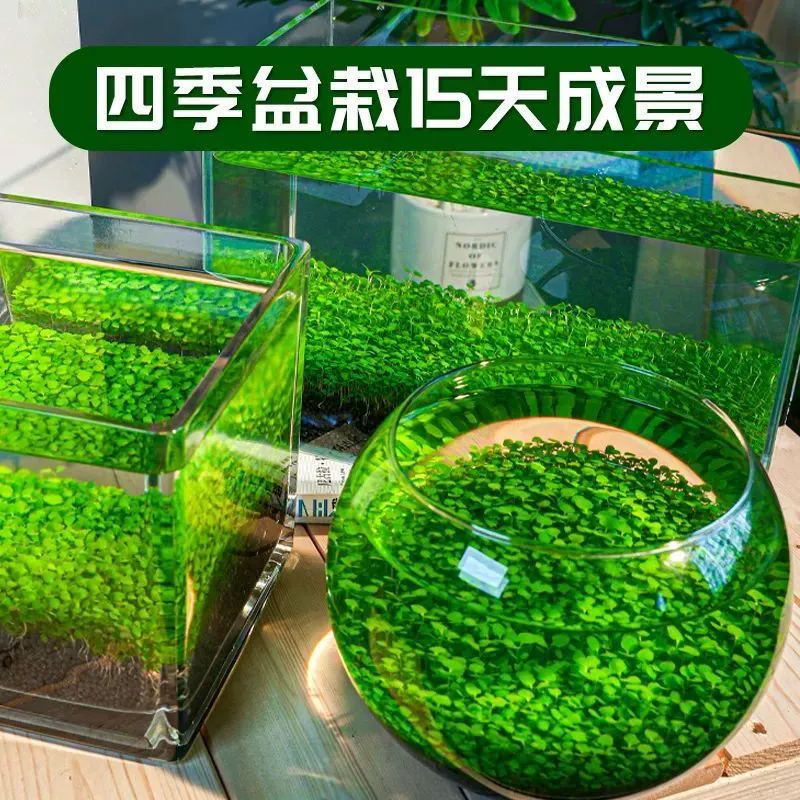 Aquatic plants, creative aquarium, bottle