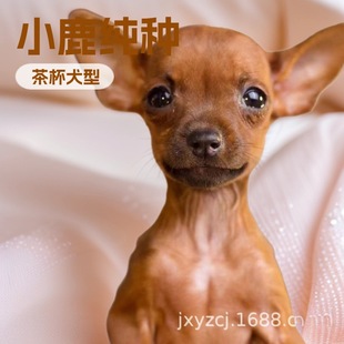 ���ۼ��NС¹Ȯ��Ȯ���w�F����С¹������豭Ȯ���pȮ���ﹷ��