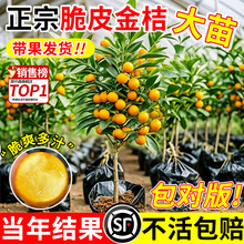 ���ڴ�Ƥ��ۘ���玧���l����Y���V�����Ә��ϱ�������ͥԺ����